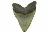 Serrated, Fossil Megalodon Tooth - North Carolina #275522-2